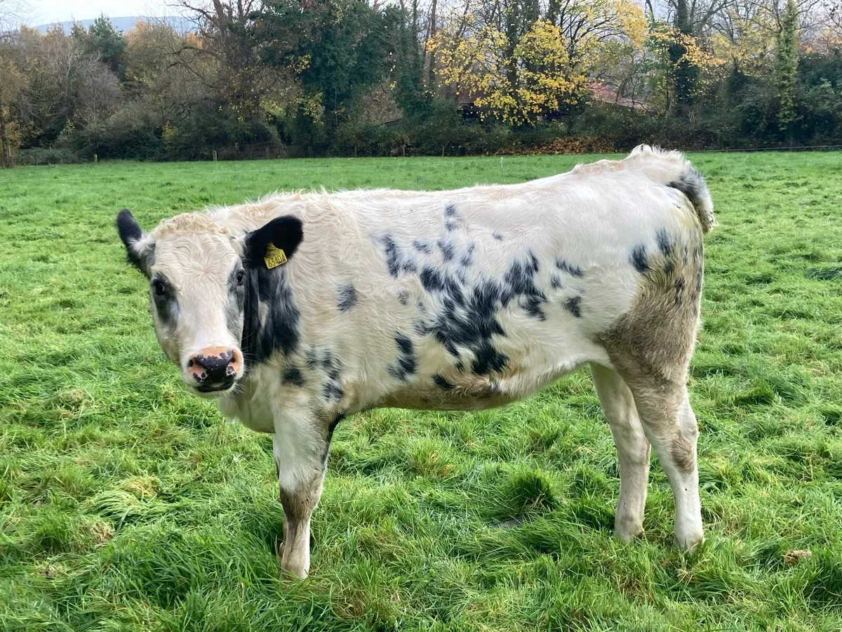 Belgian Blue heifers - Image 4