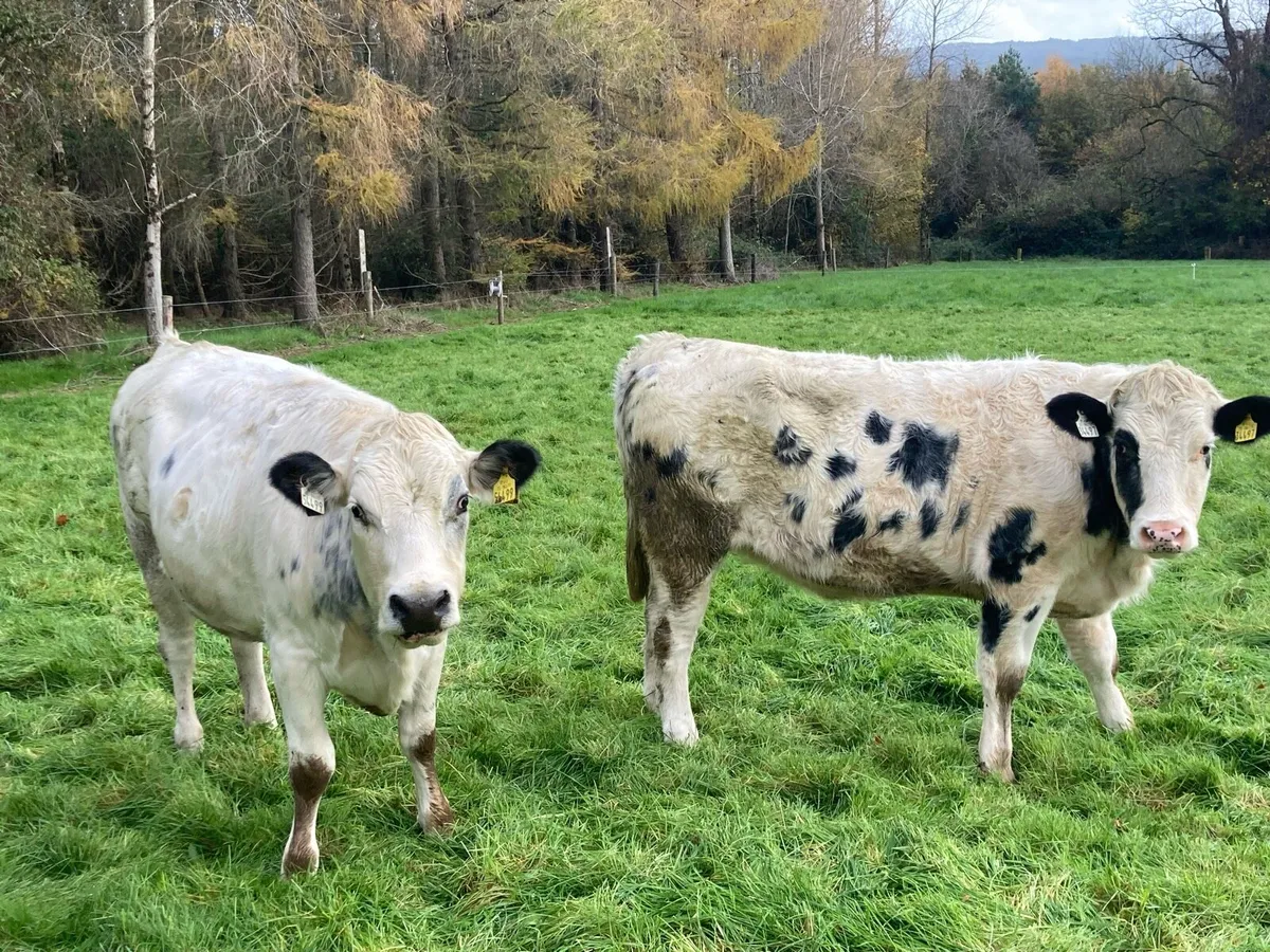 Belgian Blue heifers - Image 1