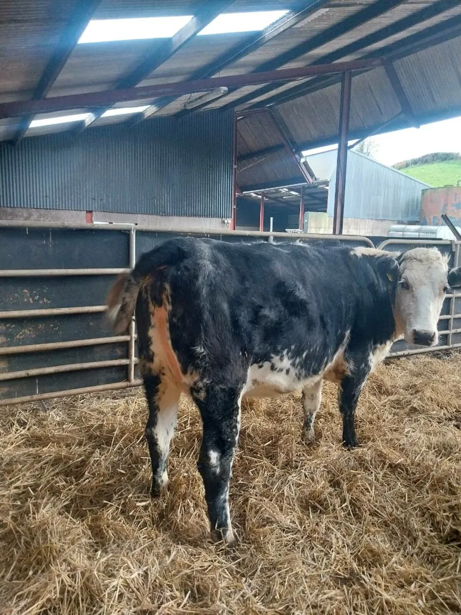 Super in calf heifer - Image 2