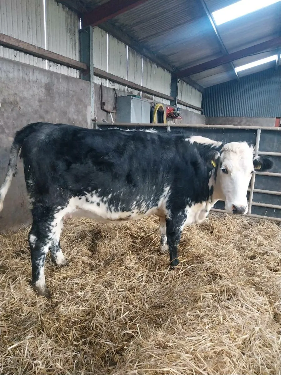 Super in calf heifer - Image 3