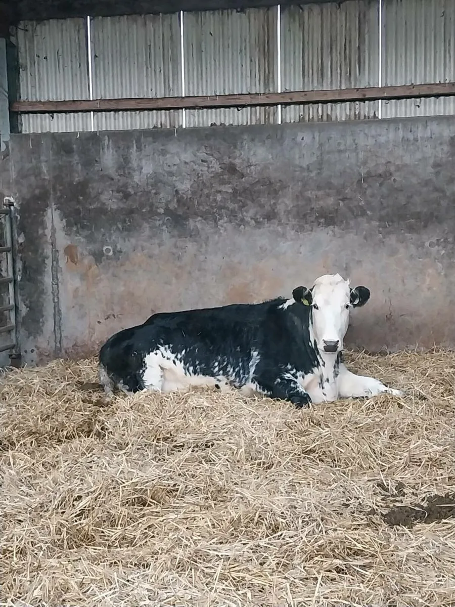 Super in calf heifer - Image 1