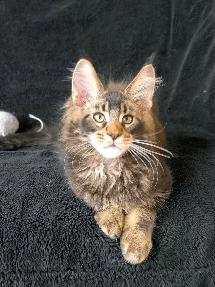 Maine coon kitten for sale - Image 1