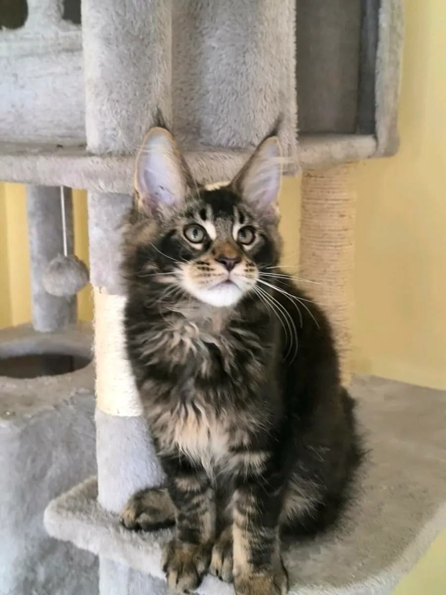 Maine coon kitten for sale - Image 2