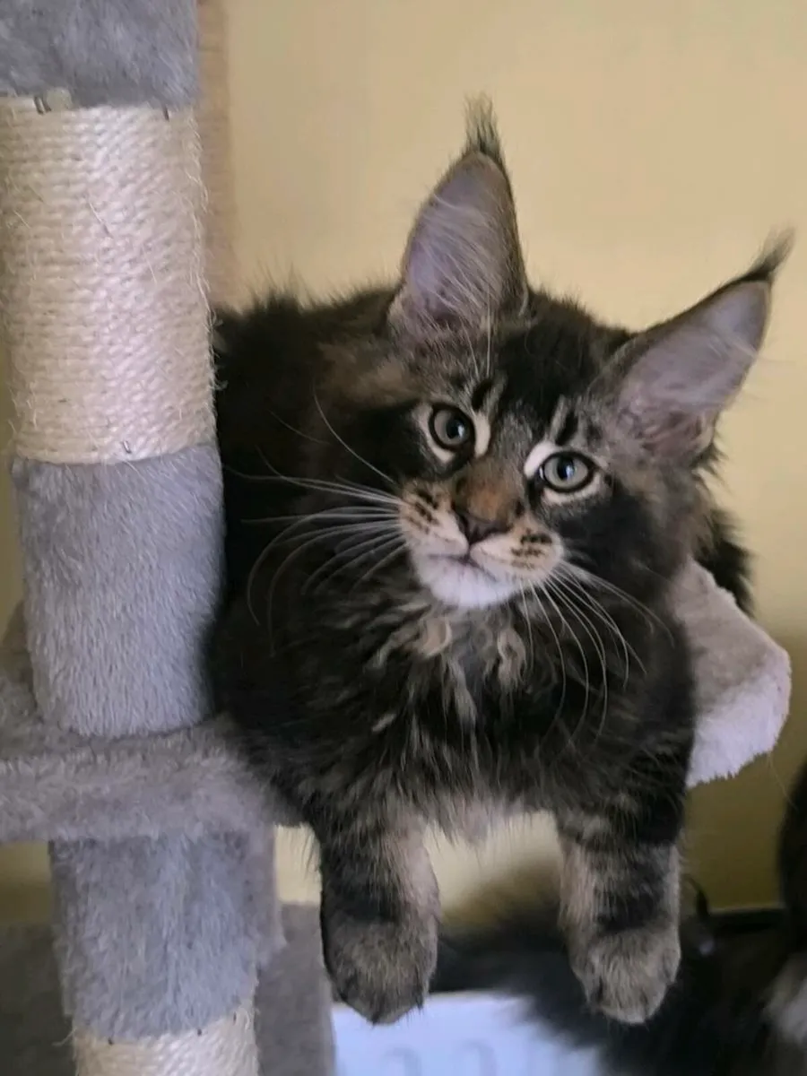 Maine coon kitten for sale - Image 3