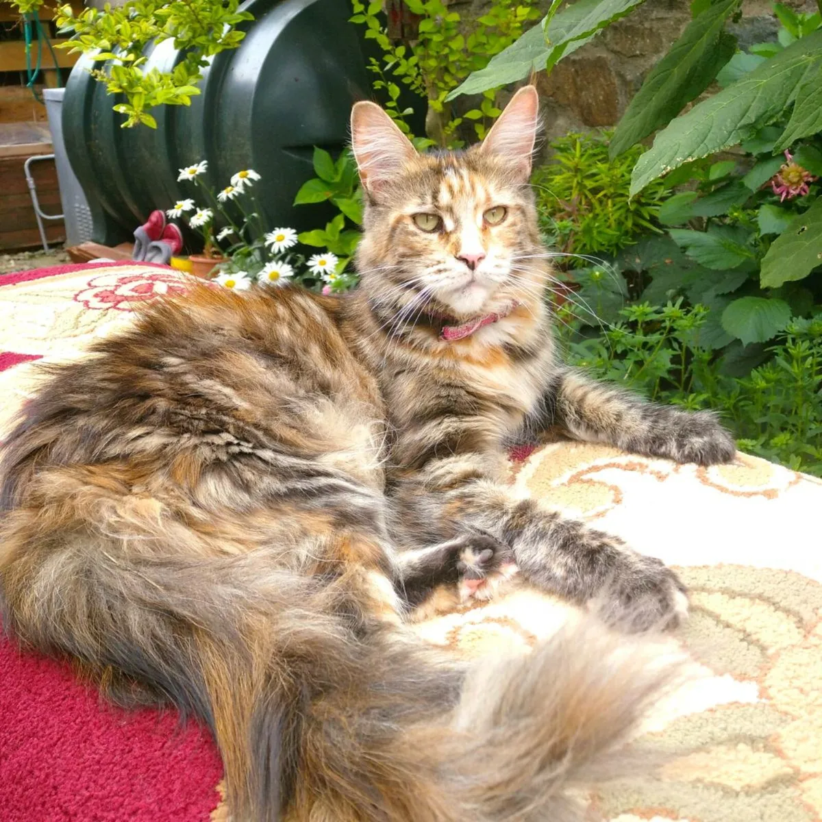 Maine coon kitten for sale - Image 4