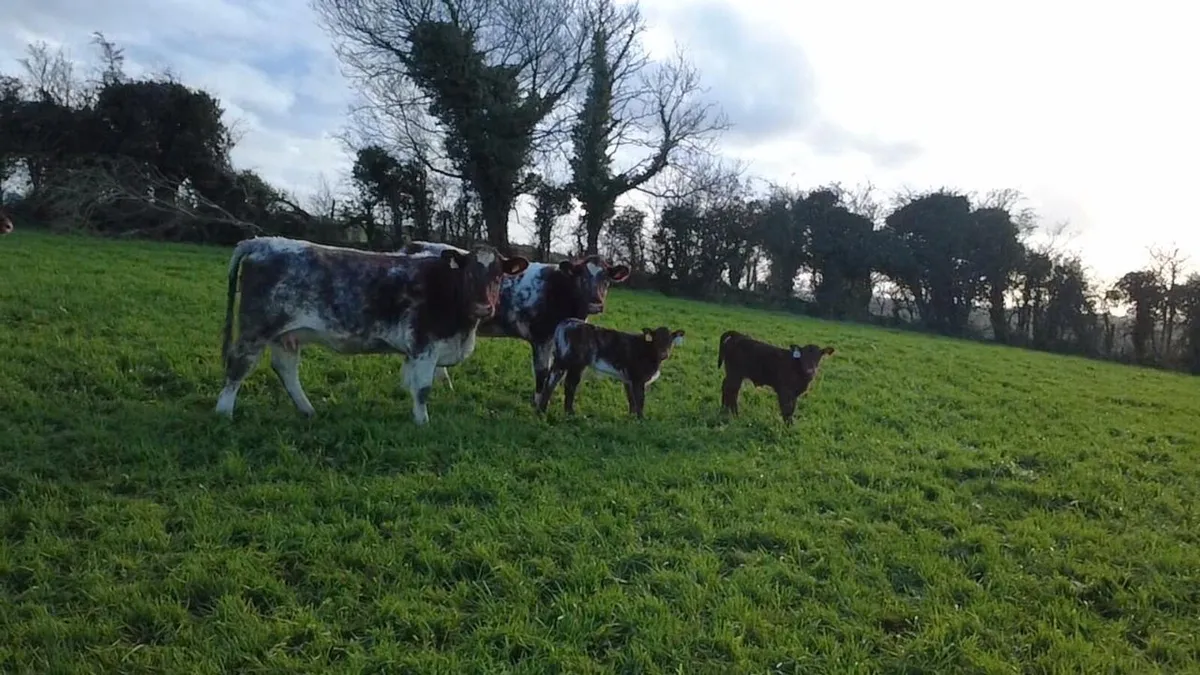 Pedigree shorthorn heifers with calf at foot - Image 1