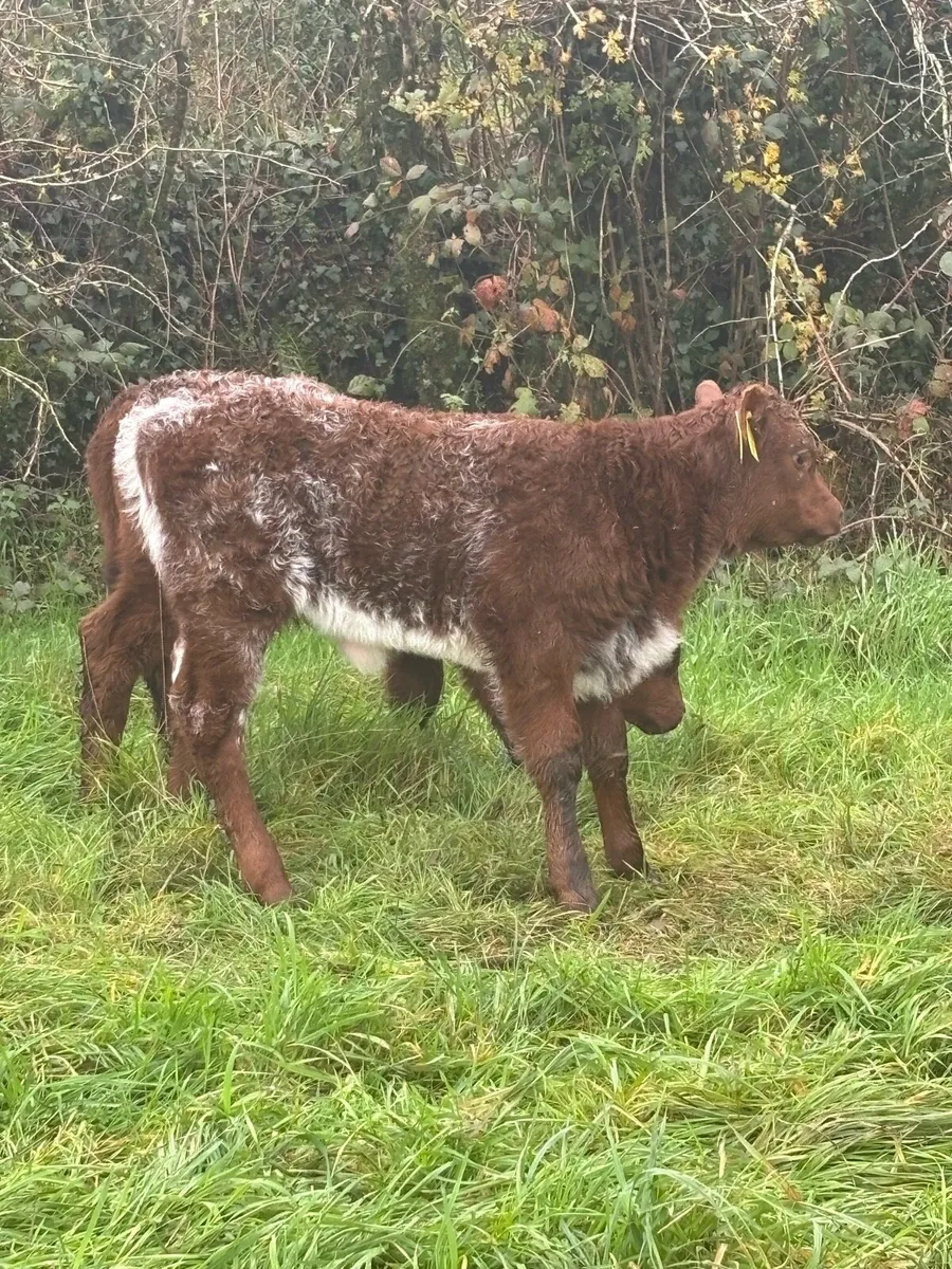 Pedigree shorthorn heifers with calf at foot - Image 4