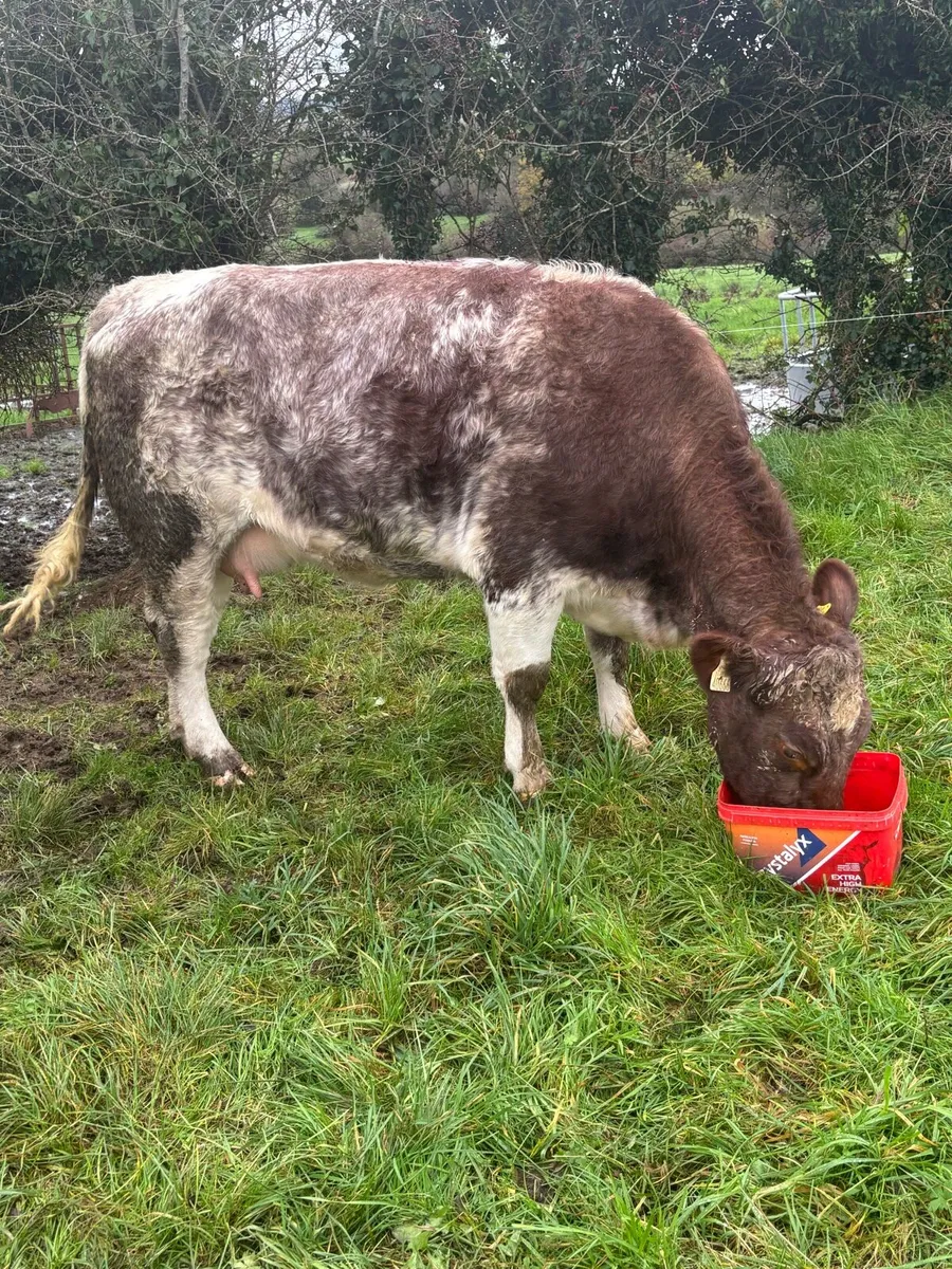 Pedigree shorthorn heifers with calf at foot - Image 2