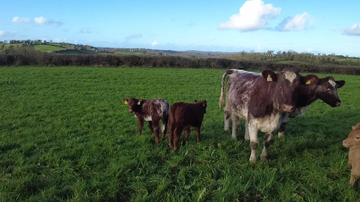Pedigree shorthorn heifers with calf at foot - Image 3
