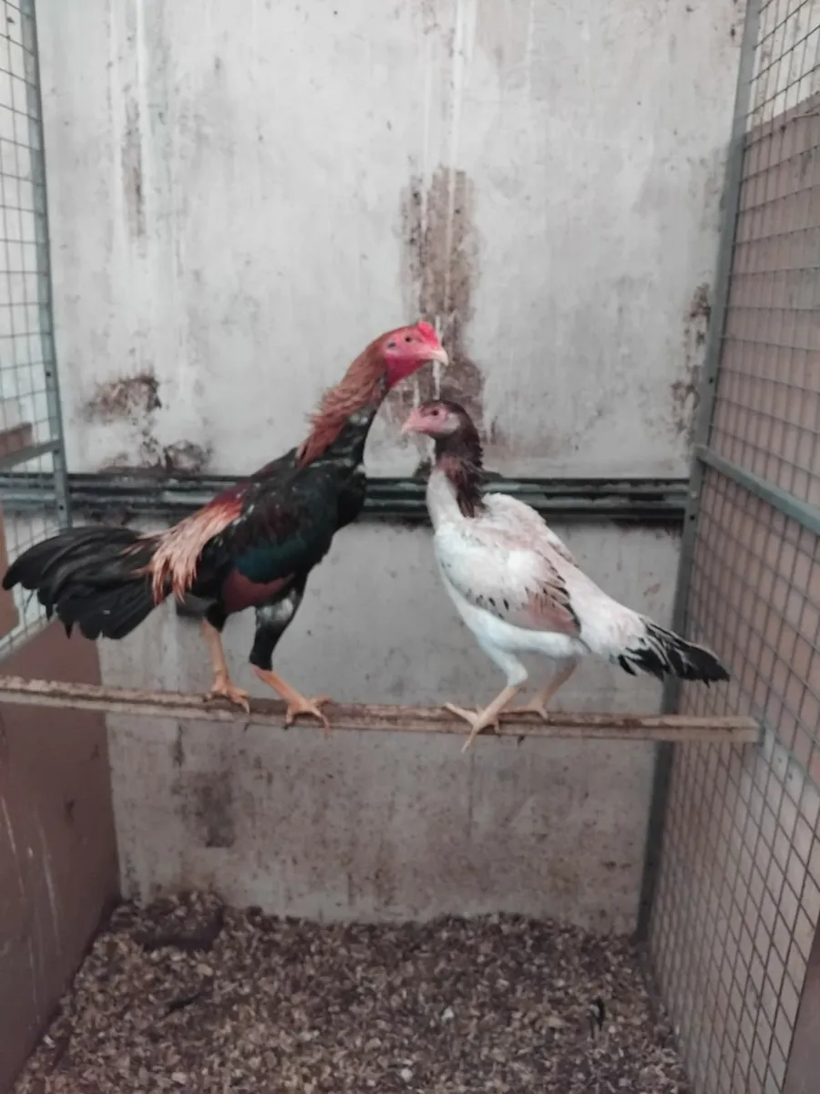 Hens and rooster - Image 1