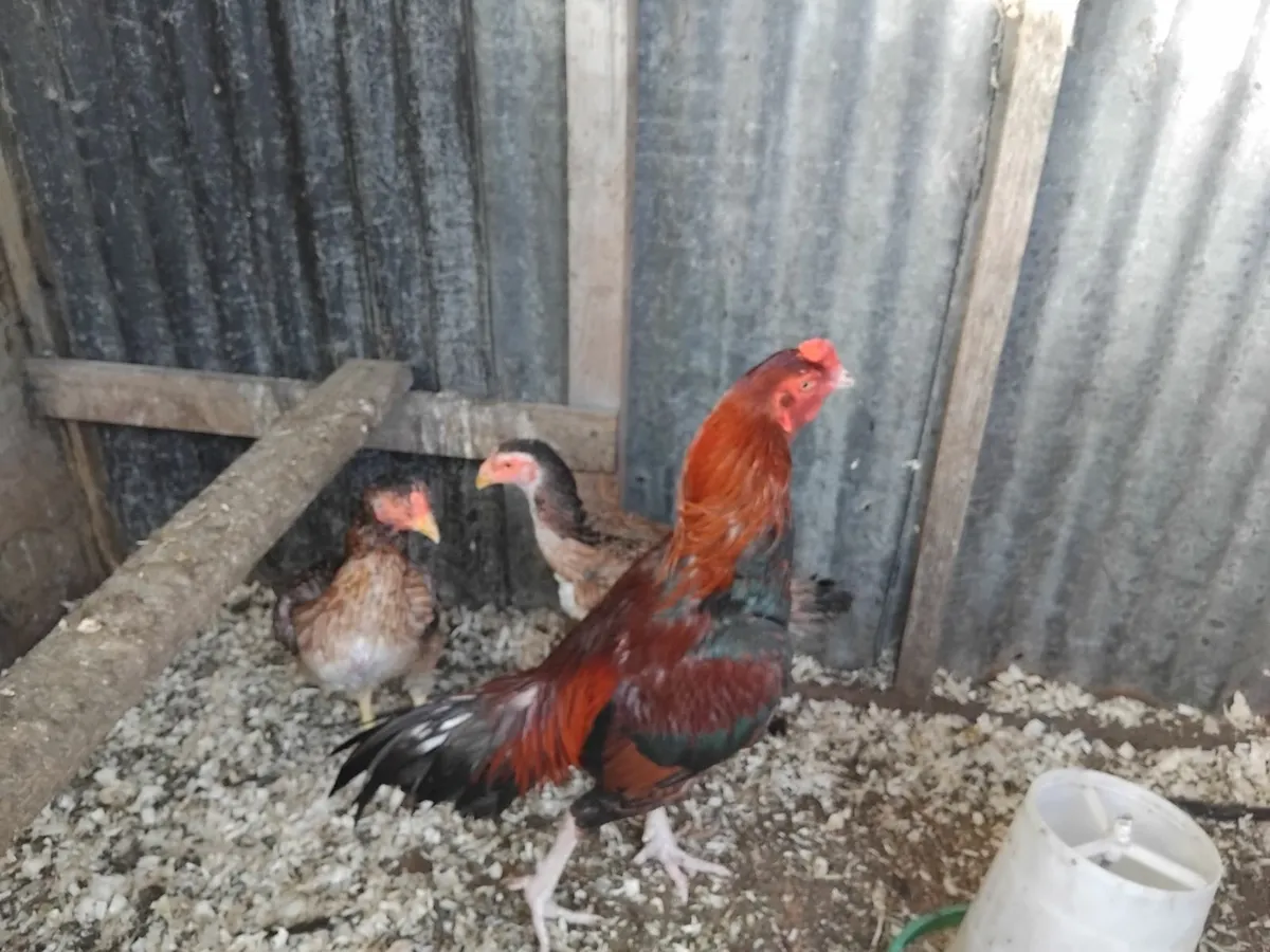 Hens and rooster - Image 2