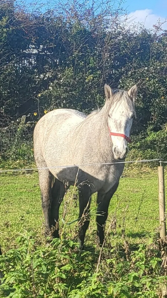 Connemara filly  for sale - Image 1