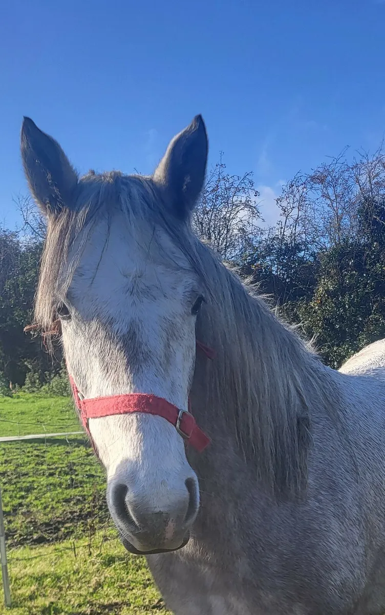 Connemara filly  for sale - Image 2