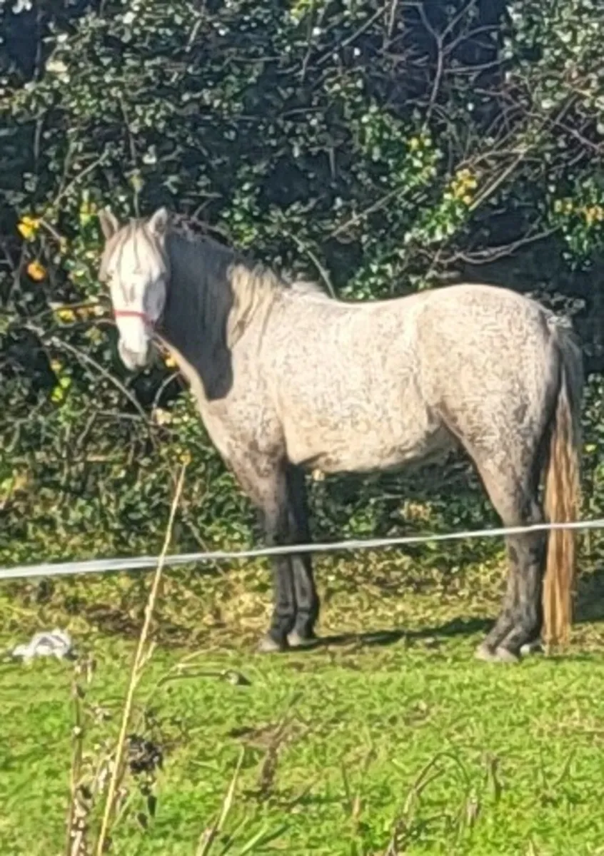 Connemara filly  for sale - Image 3