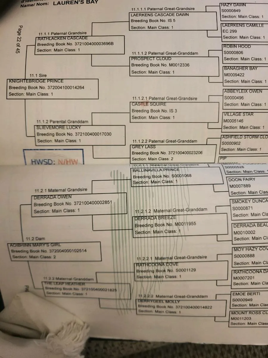 Connemara filly  for sale - Image 4