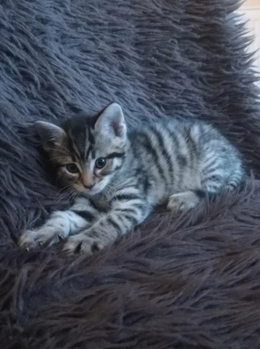 Tabby Kitten - Image 1