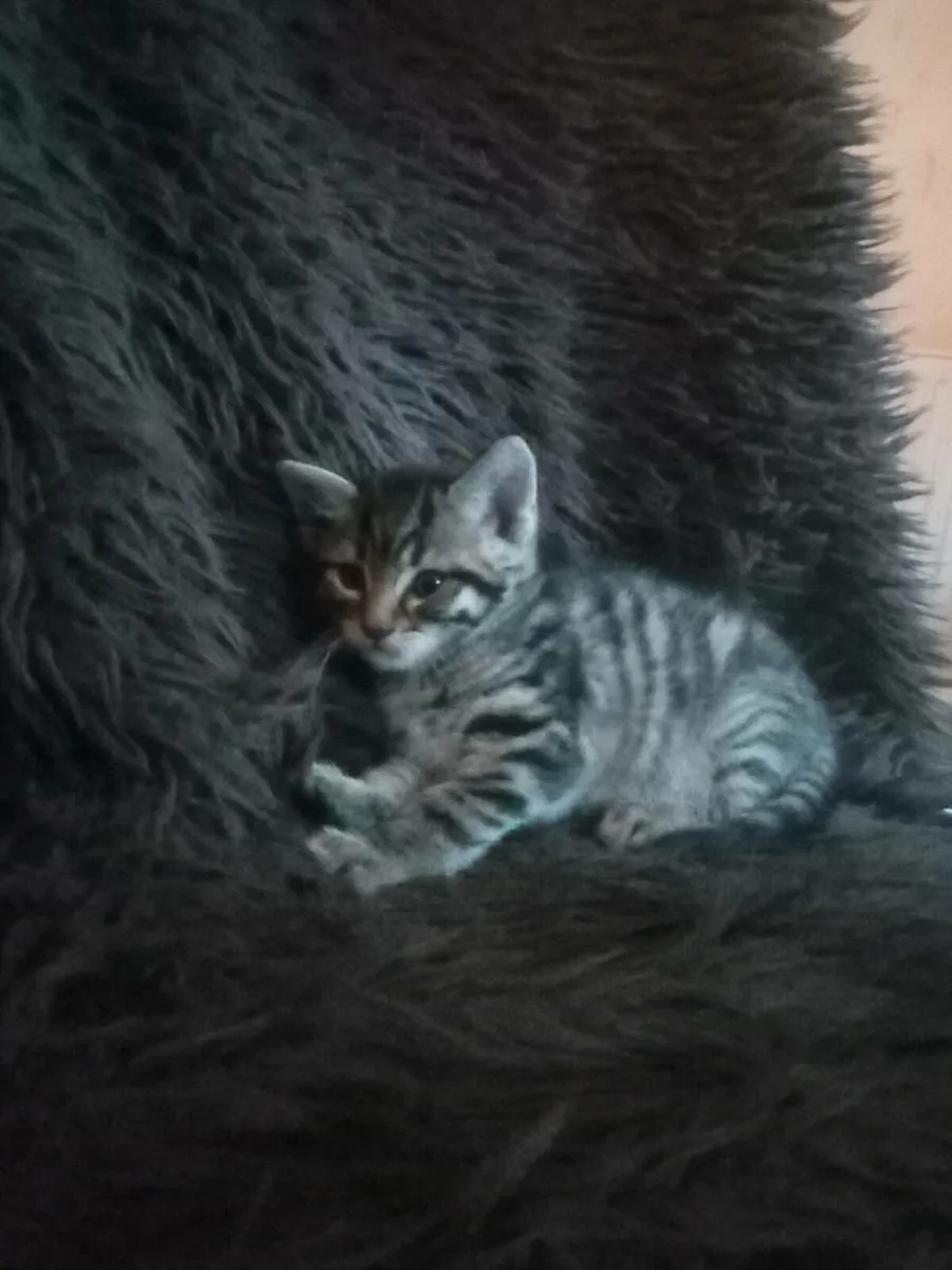 Tabby Kitten - Image 2