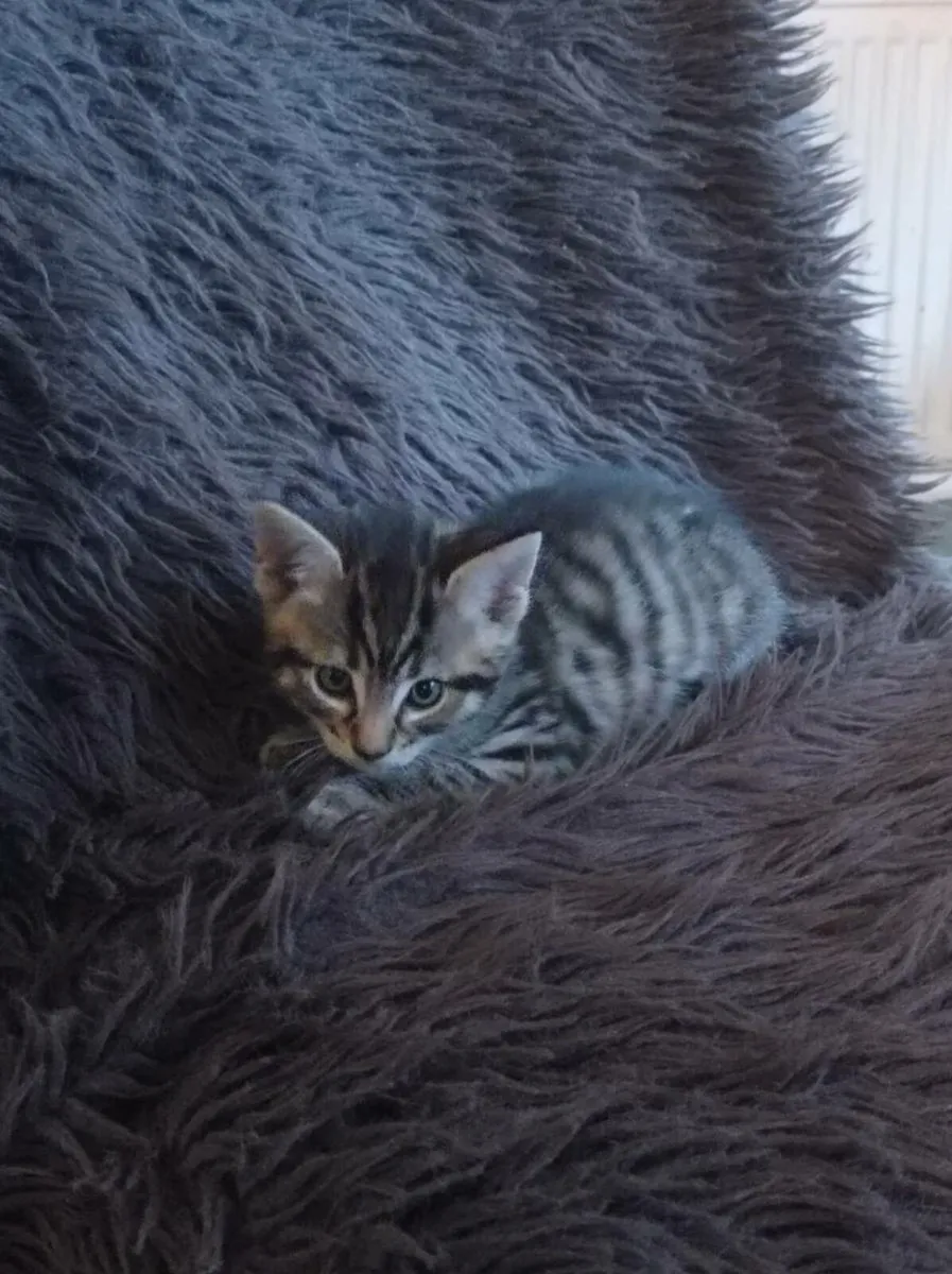 Tabby Kitten - Image 3