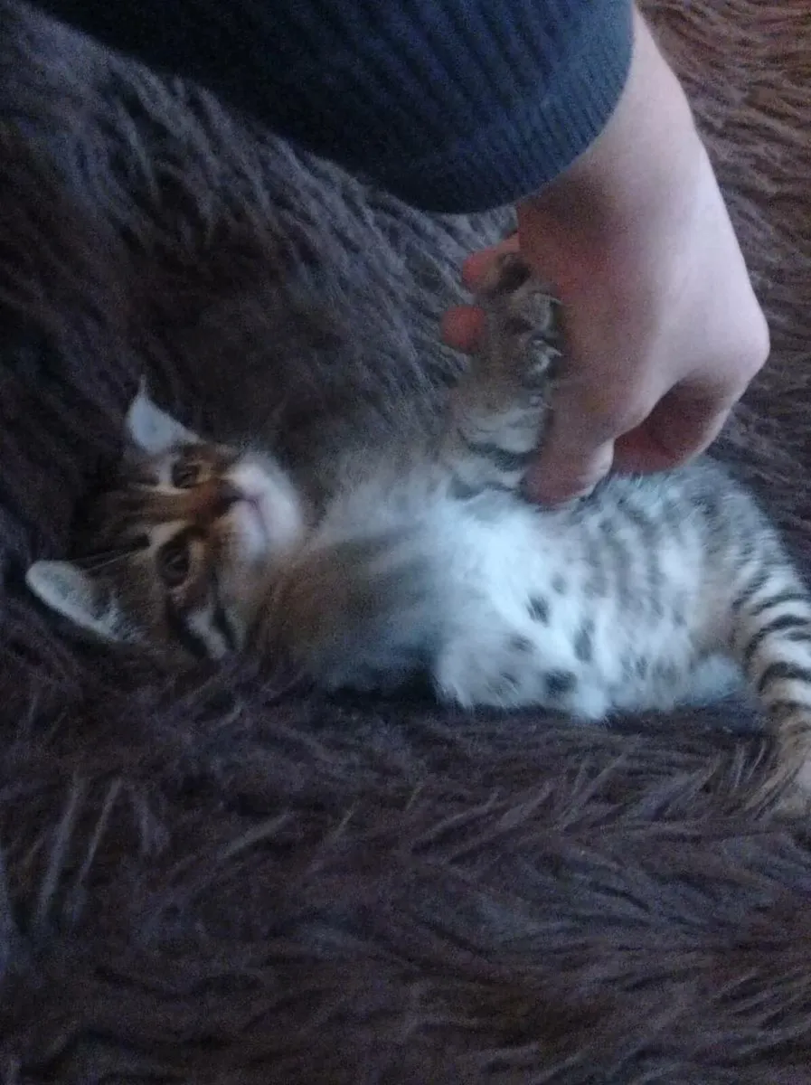 Tabby Kitten - Image 4