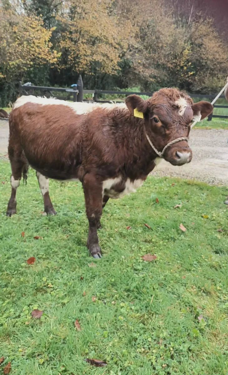 Irish moiled purebred bull for sale - Image 1