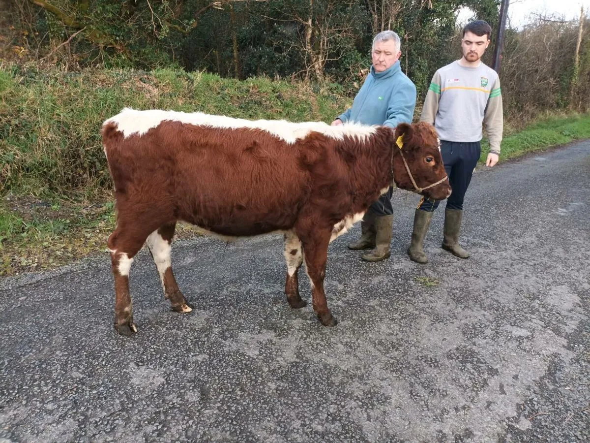 Irish moiled purebred bull for sale - Image 2