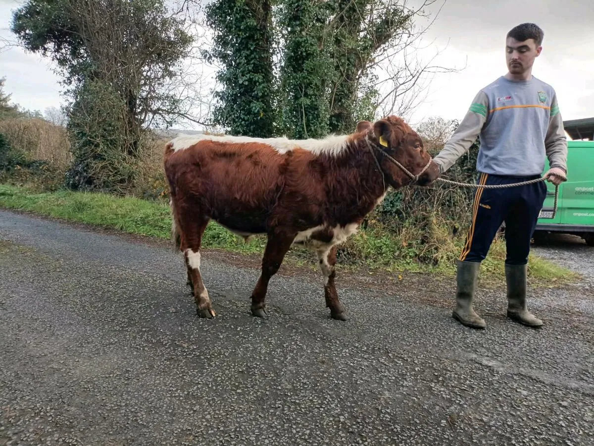 Irish moiled purebred bull for sale - Image 3