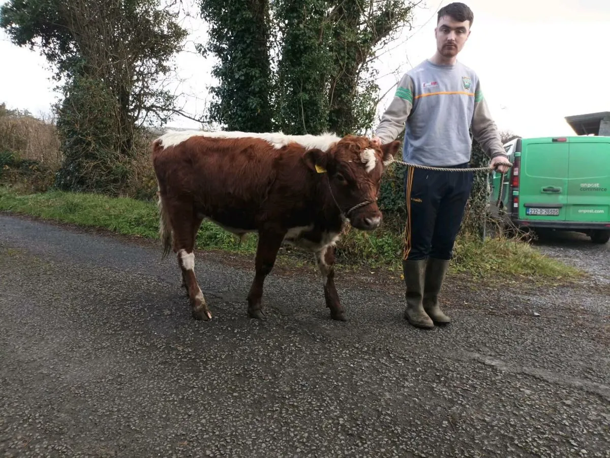 Irish moiled purebred bull for sale - Image 4