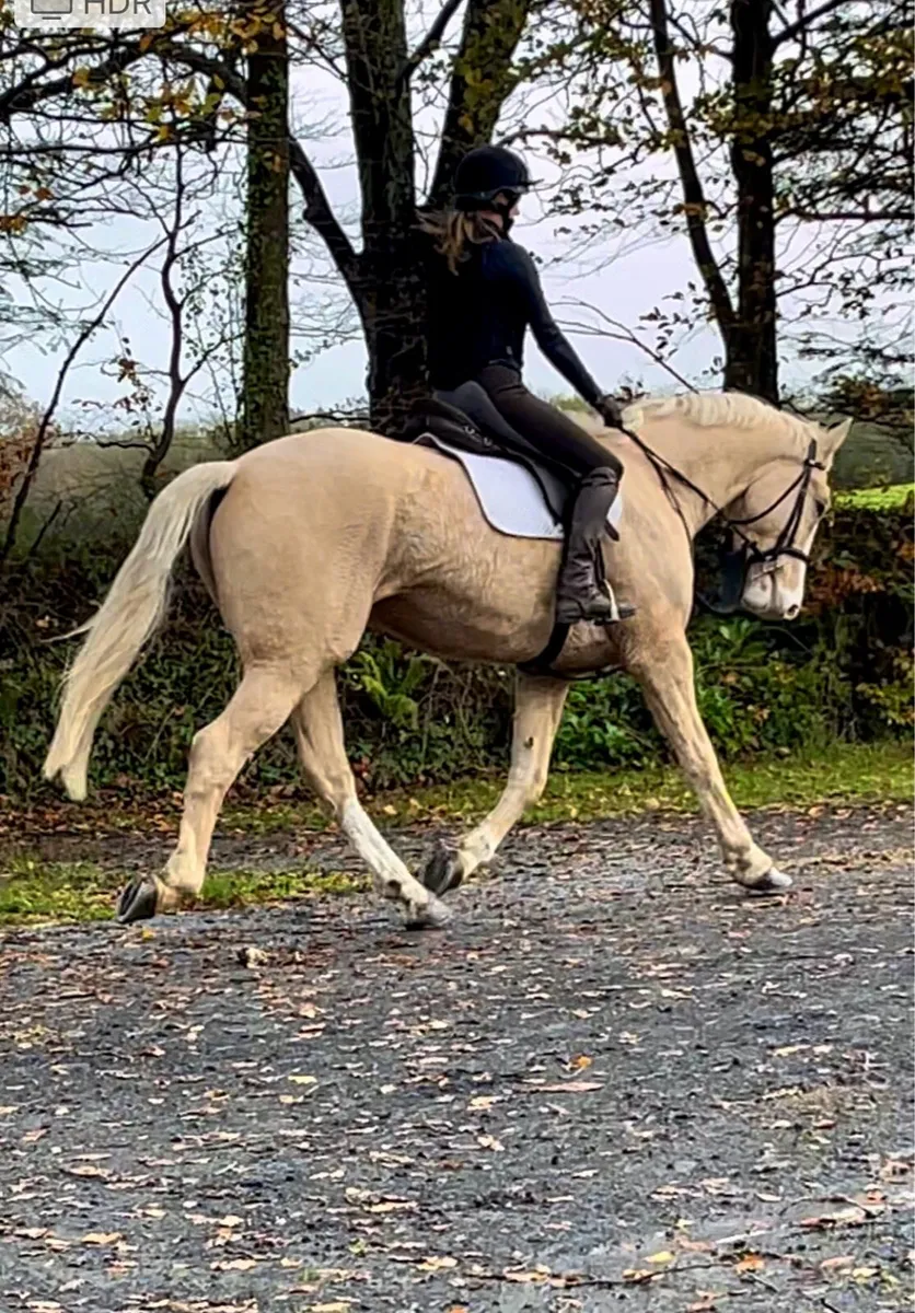 Flashy Allrounder - Image 4