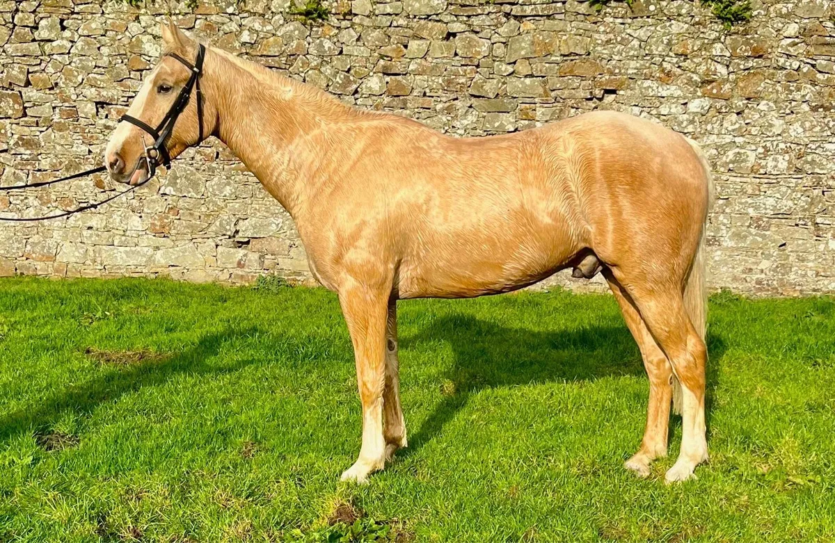 Flashy Allrounder - Image 1