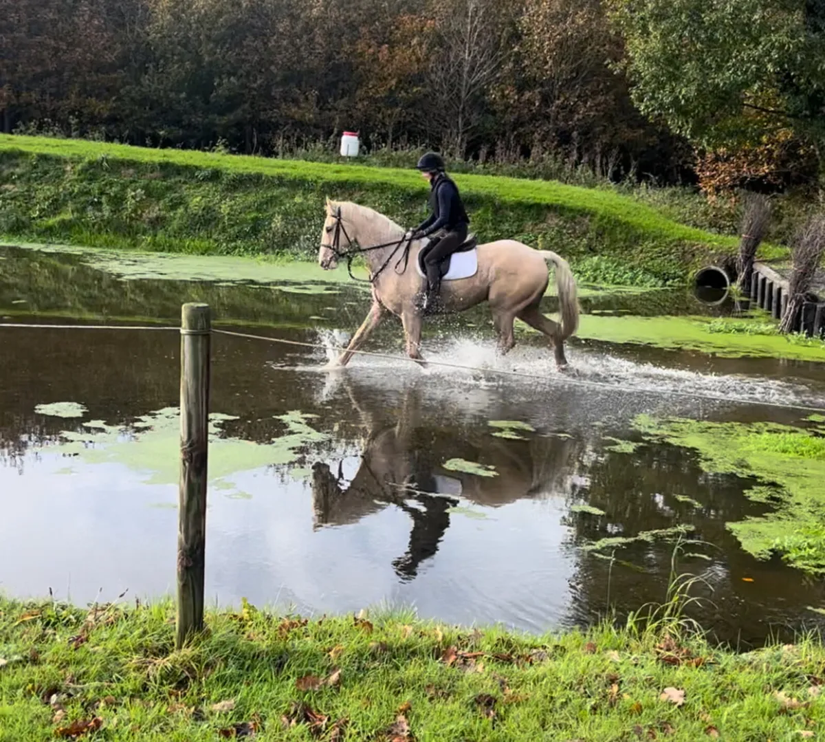 Flashy Allrounder - Image 2