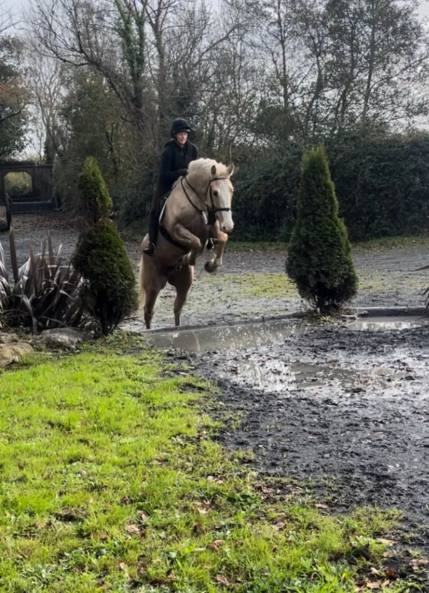 Flashy Allrounder - Image 3