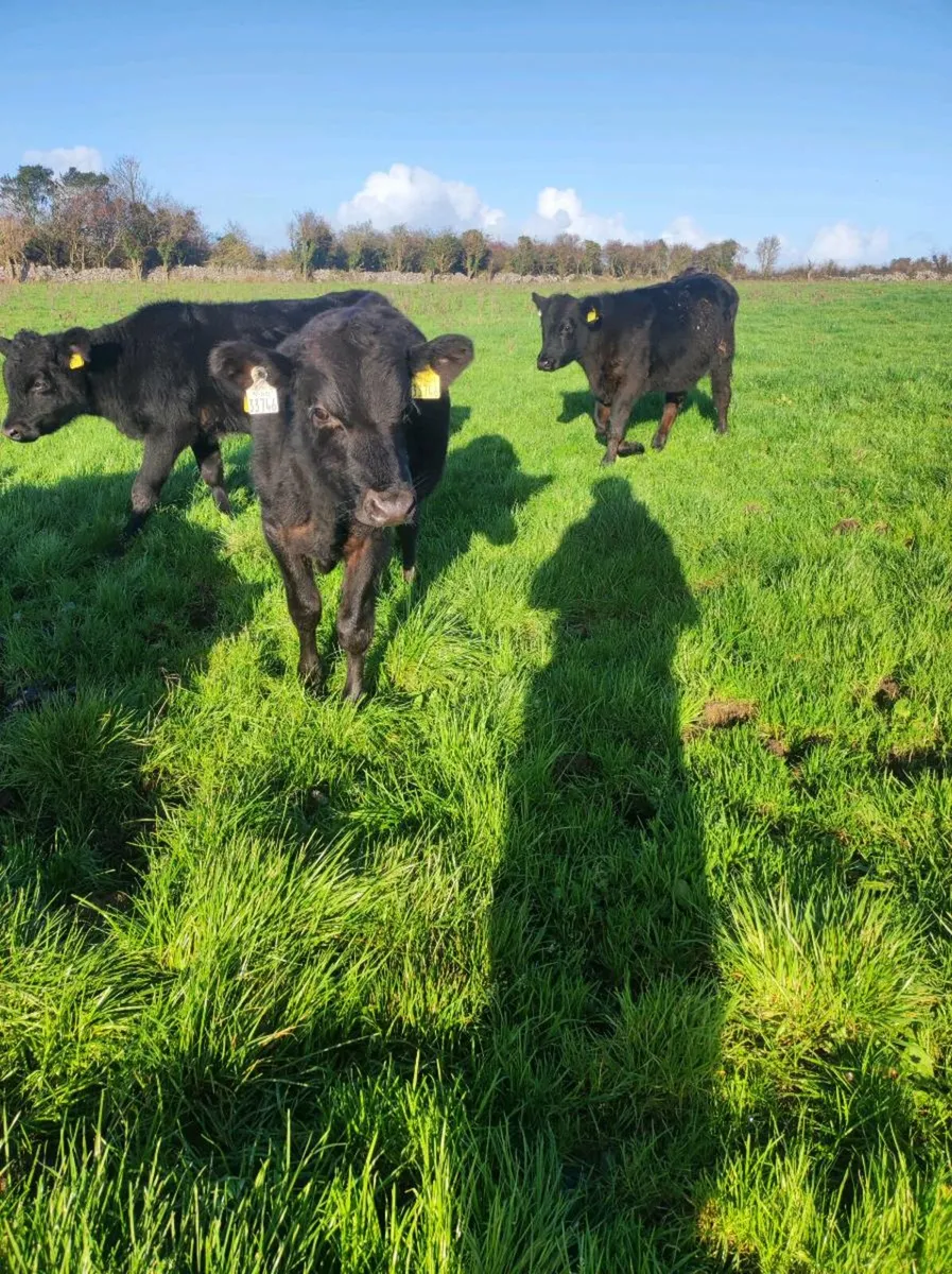 Outlying runners - Image 1