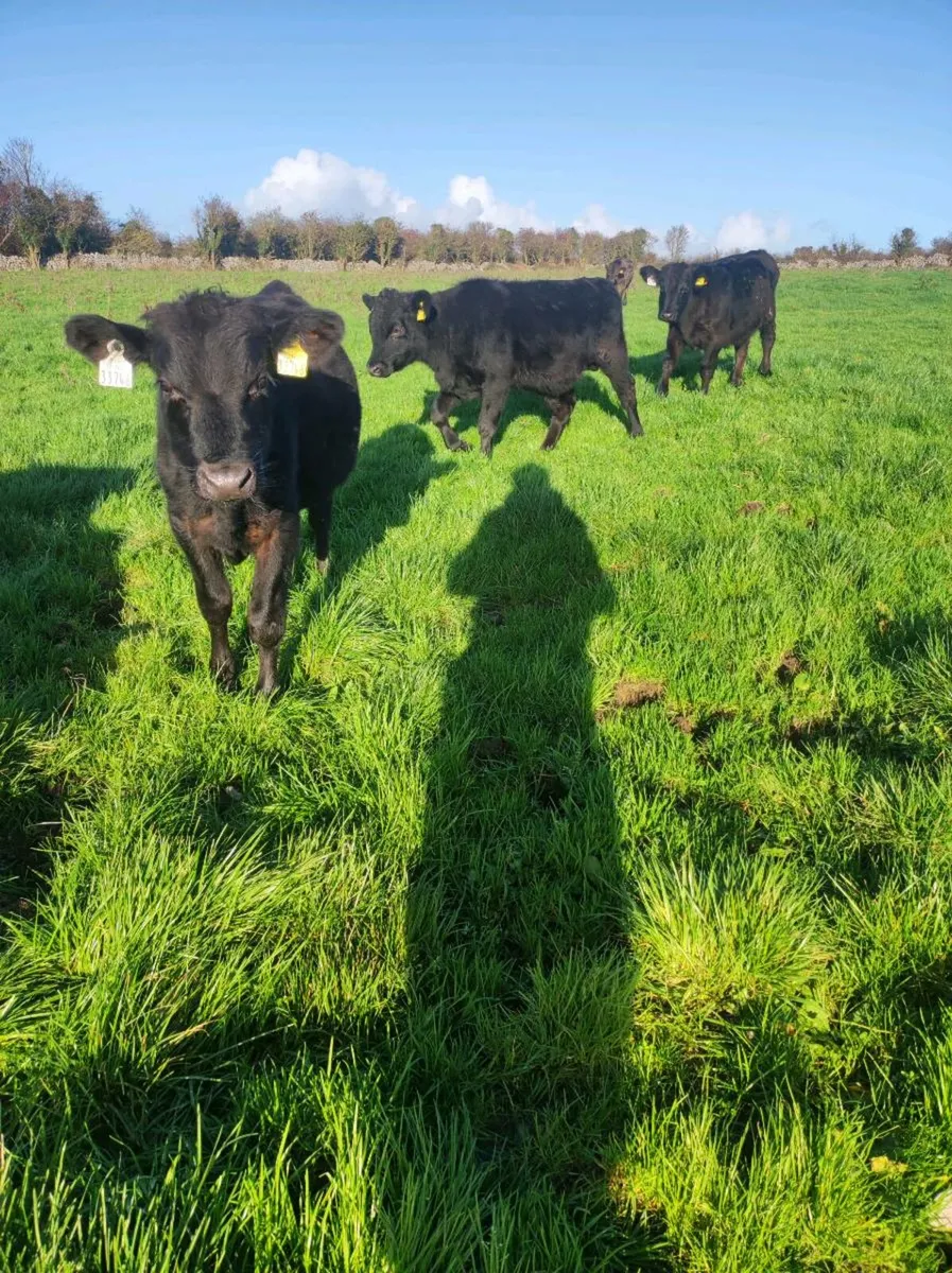 Outlying runners - Image 2