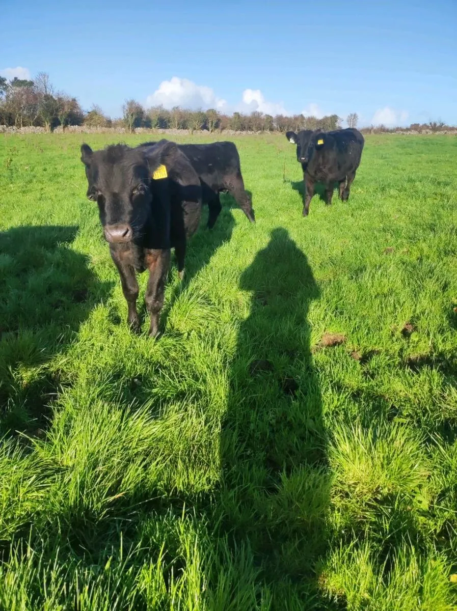 Outlying runners - Image 3