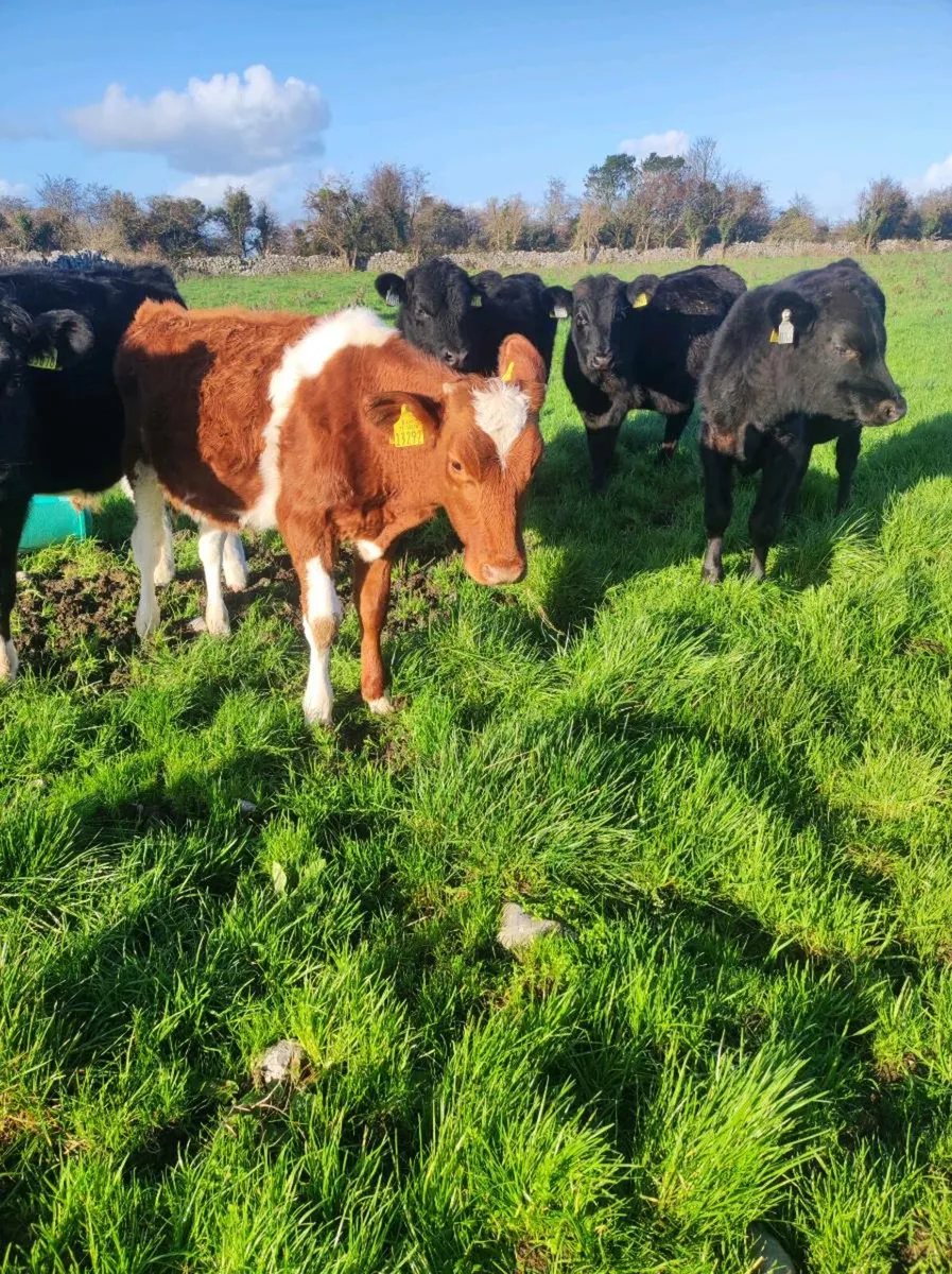 Outlying runners - Image 4