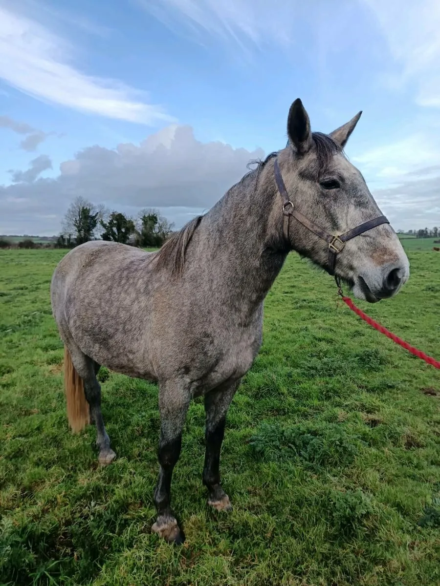 Sport horse - Image 1