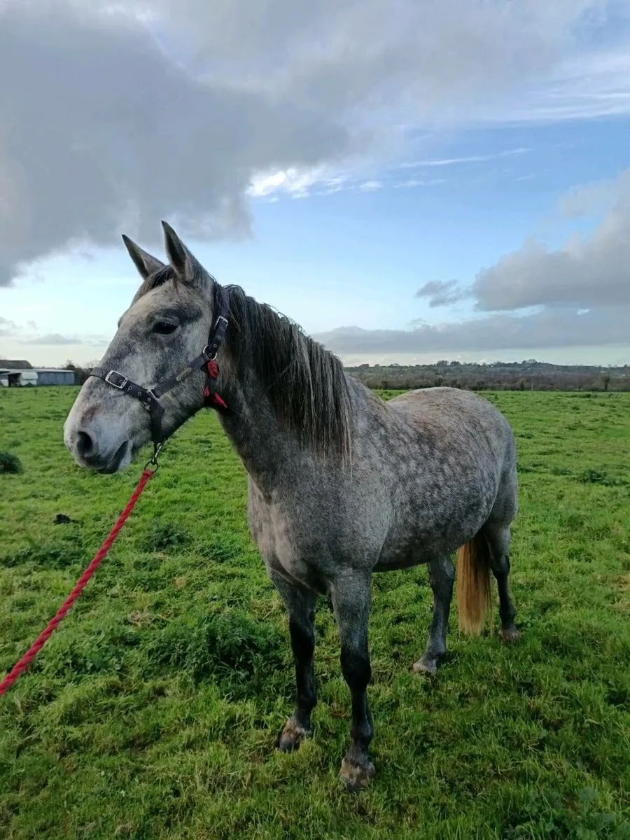 Sport horse - Image 2