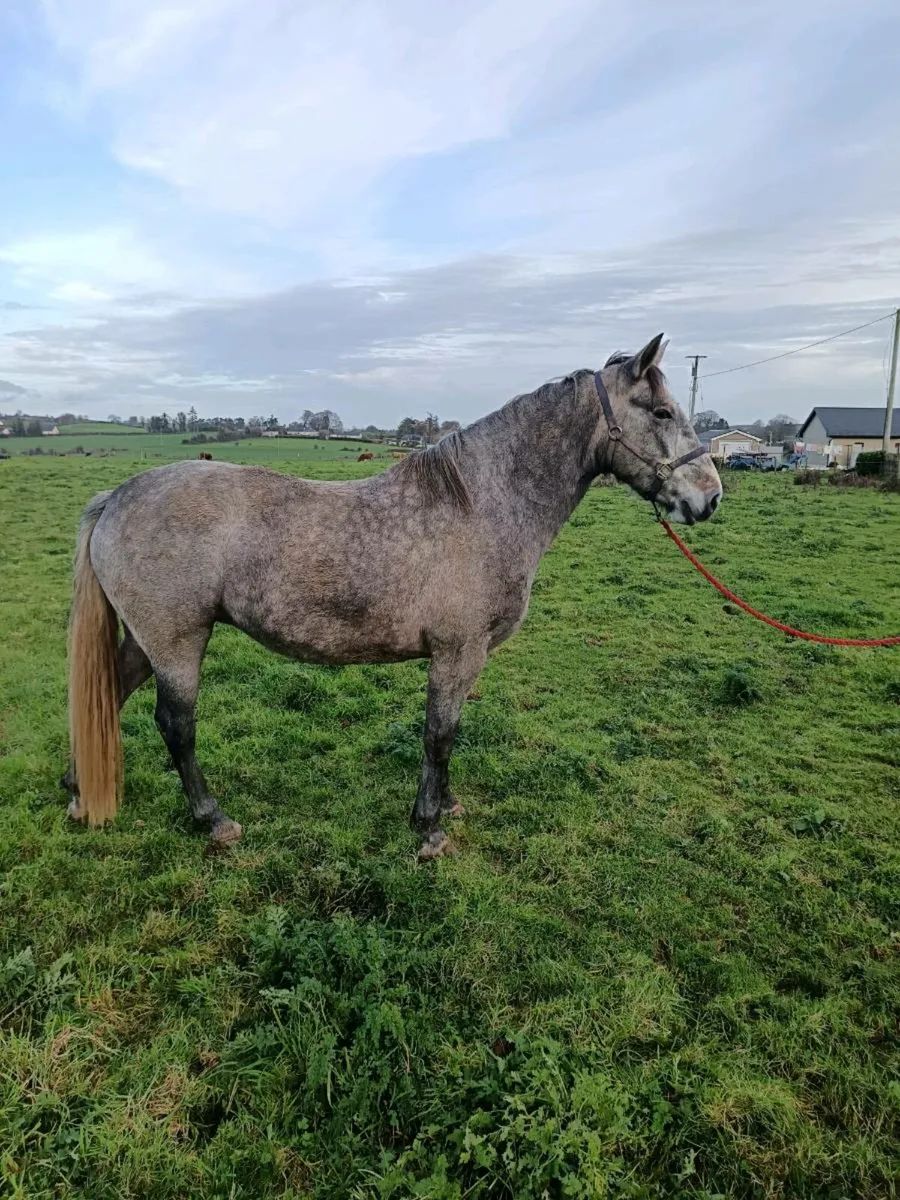 Sport horse - Image 3