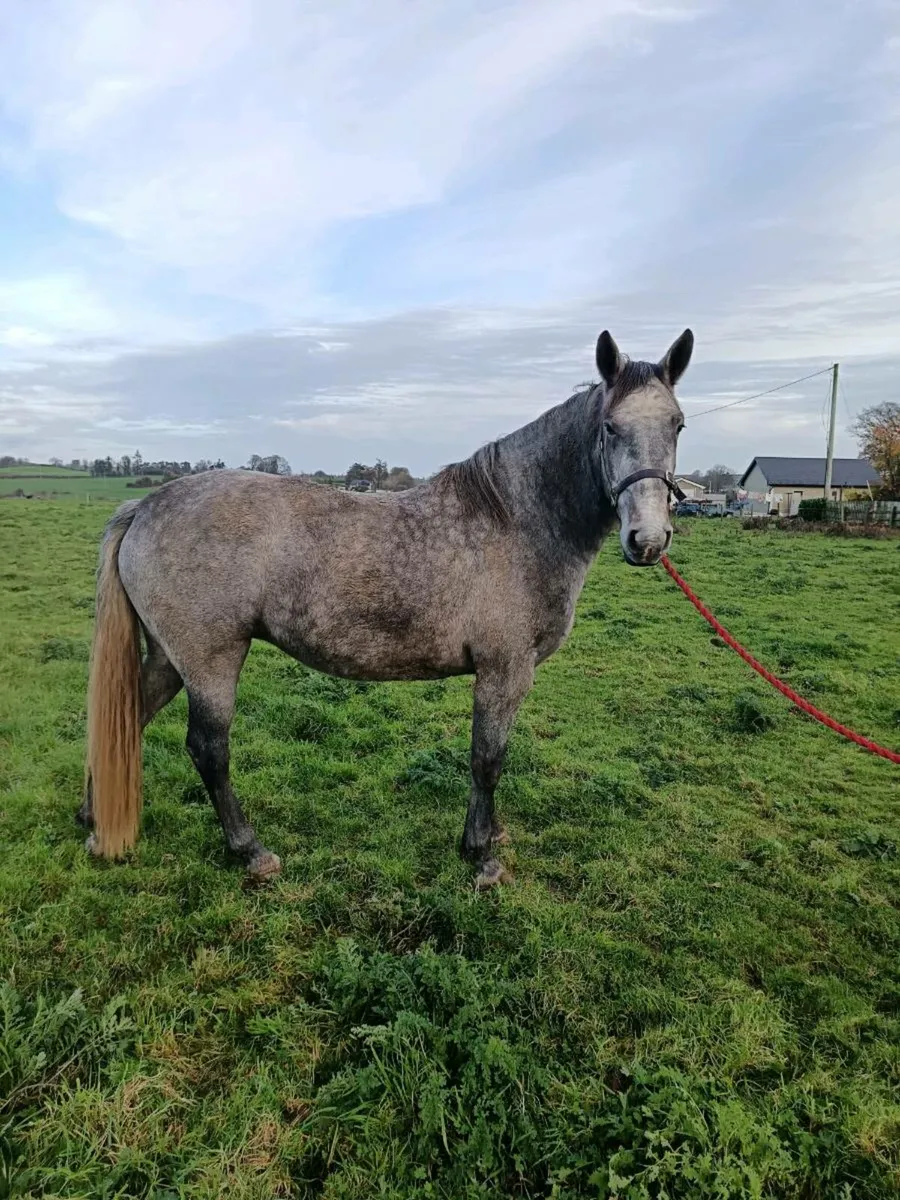 Sport horse - Image 4