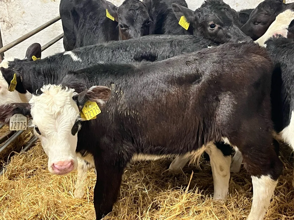 15 CALVES FOR SALE - Image 2