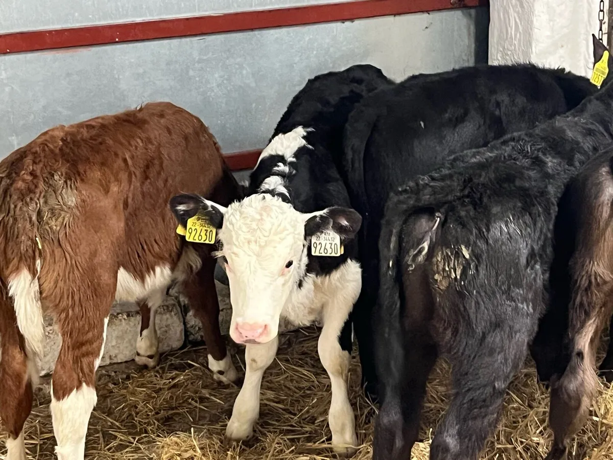 15 CALVES FOR SALE - Image 4