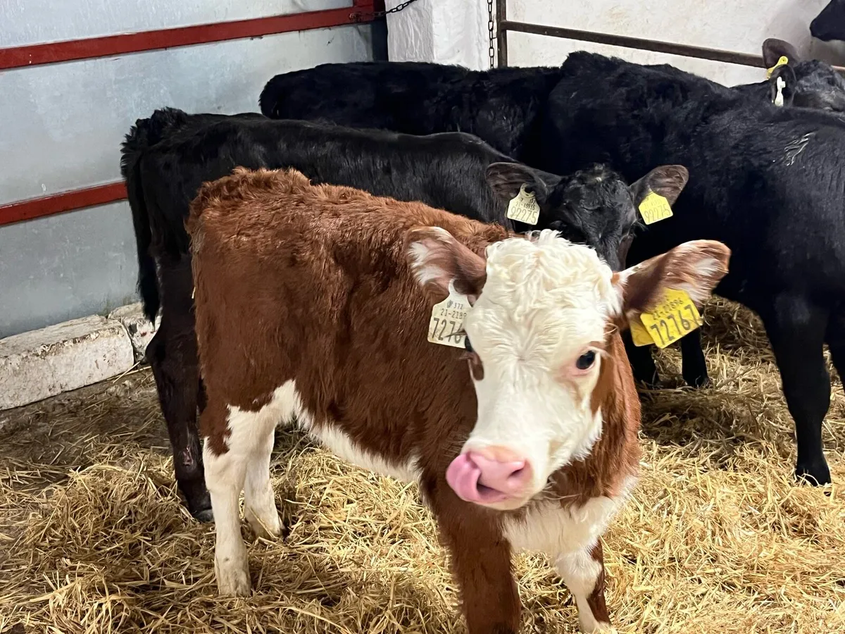15 CALVES FOR SALE - Image 1