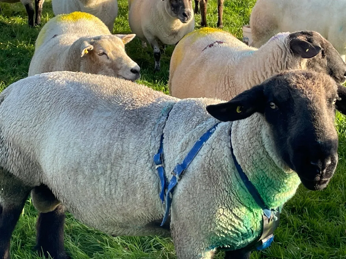 Suffolk Purebred Ram - Image 1