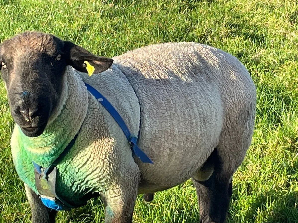 Suffolk Purebred Ram - Image 2