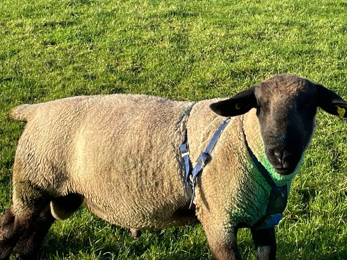 Suffolk Purebred Ram - Image 3