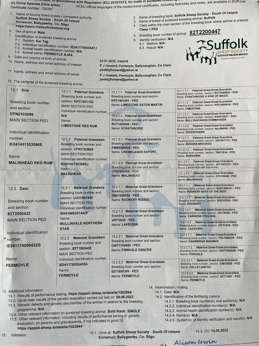 Suffolk Purebred Ram - Image 4