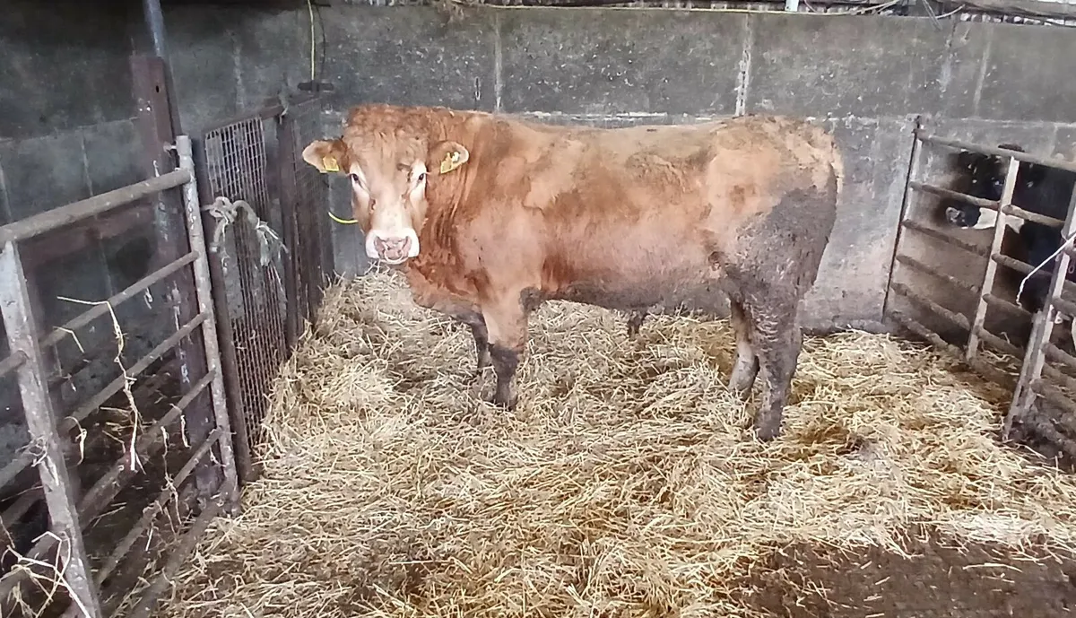 Purebred Limousin Bull - Image 1
