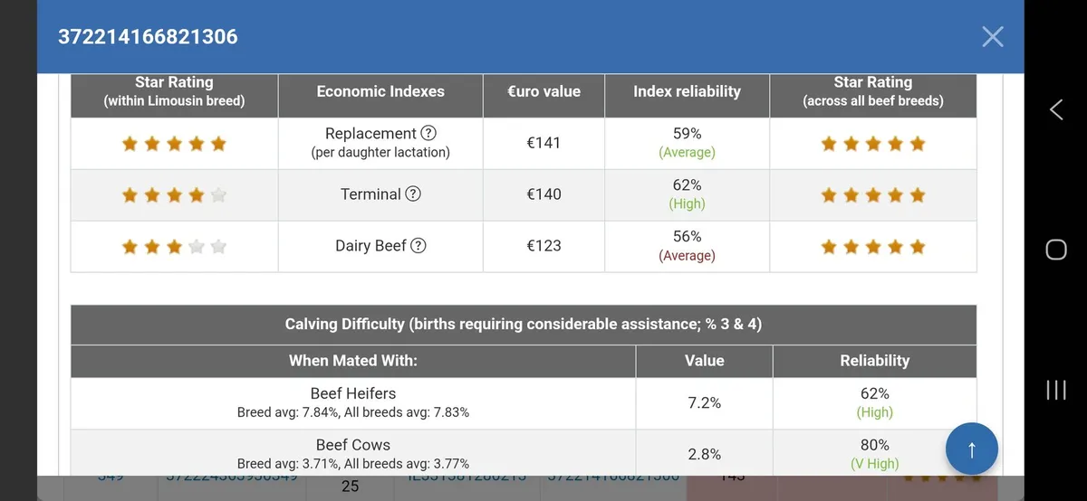 Purebred Limousin Bull - Image 3