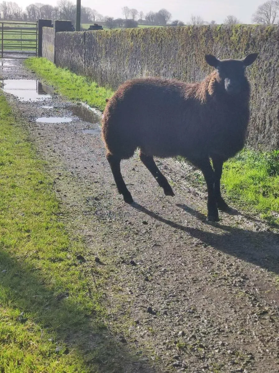 Hybrid  Black lamb ram - Image 1