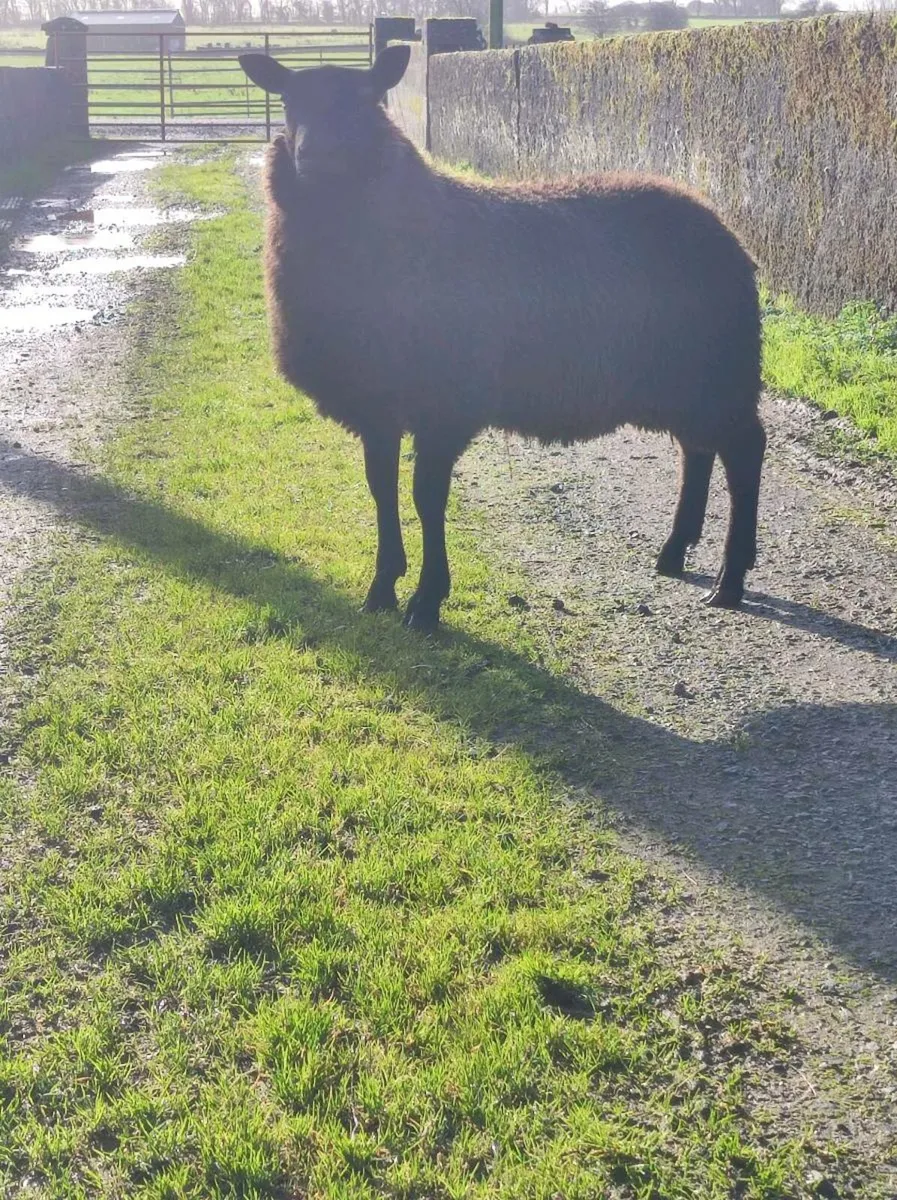 Hybrid  Black lamb ram - Image 2